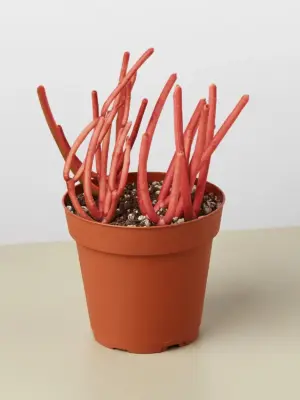 Succulent Euphorbia 'Fire Sticks' — additional view