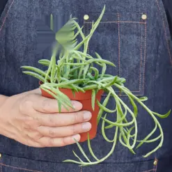 Succulent Senecio Succulent 'Fish Hooks' Fishhooks — held in hand for size reference