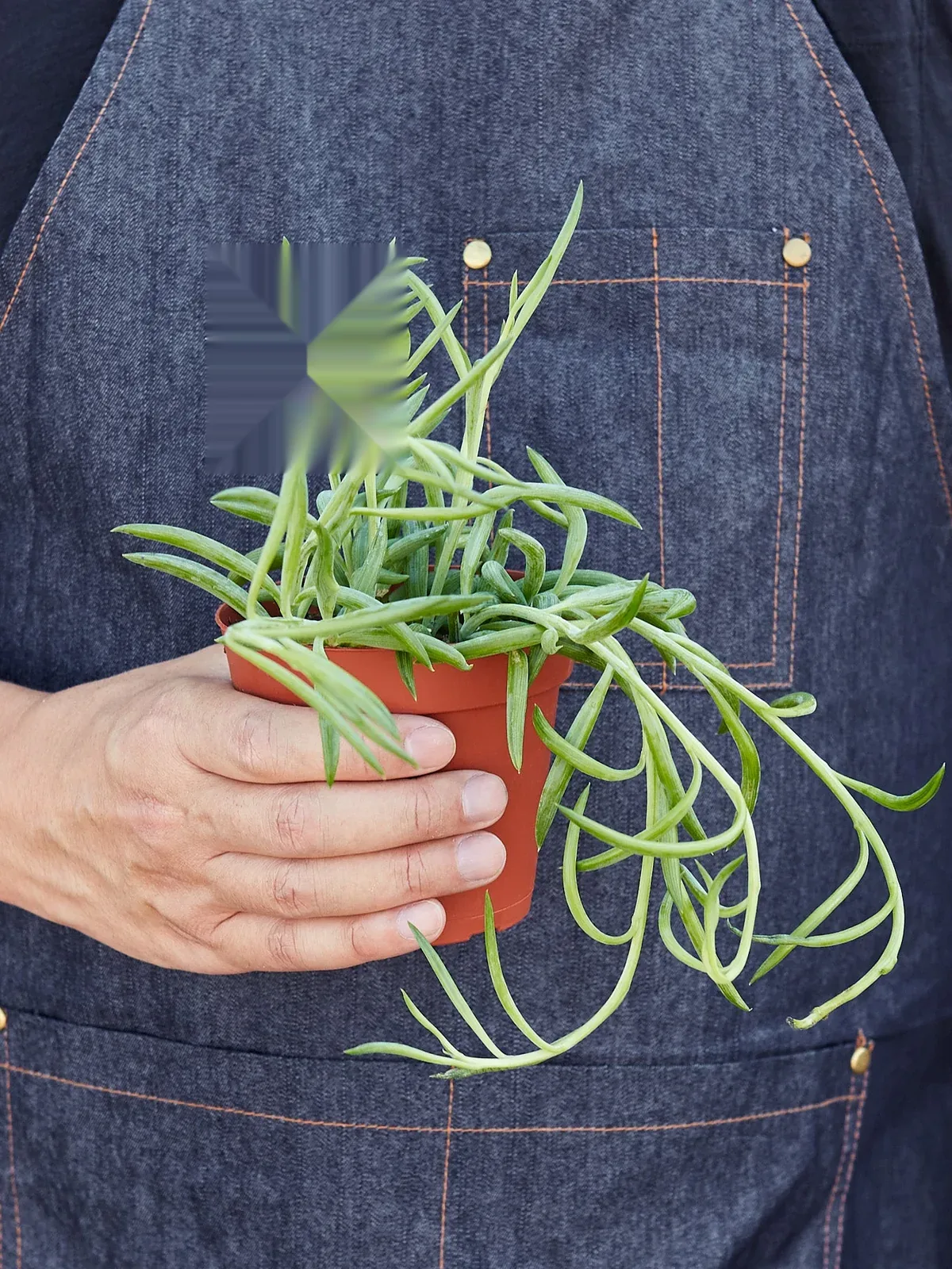 Succulent Senecio Succulent 
