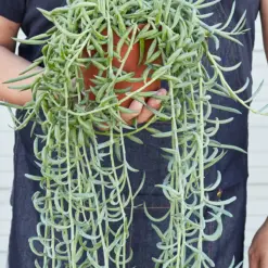 Succulent Senecio Succulent 'Fish Hooks' Fishhooks — held in hand for size reference