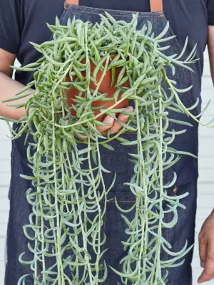 Succulent Senecio Succulent 'Fish Hooks' Fishhooks — held in hand for size reference