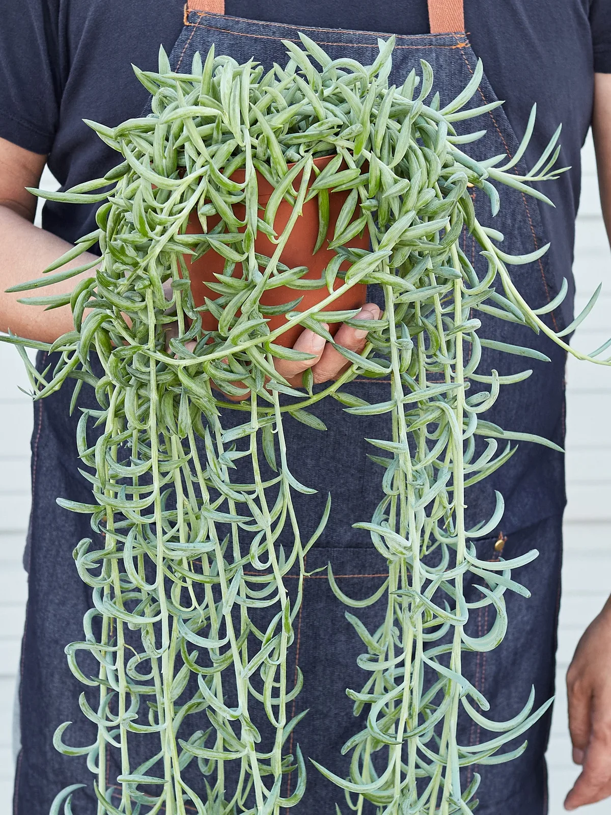 Succulent Senecio Succulent 