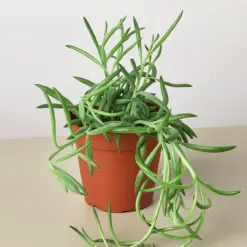 Succulent Senecio Succulent 'Fish Hooks' Fishhooks — additional view