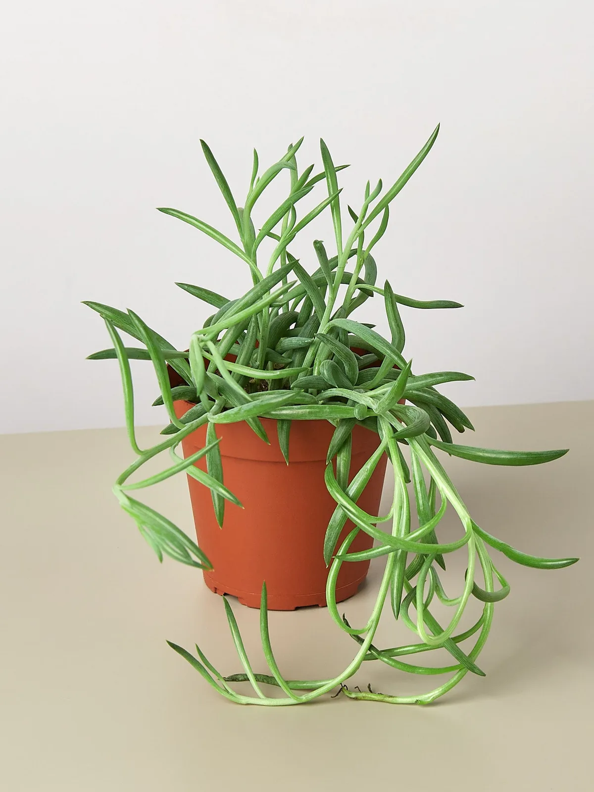 Succulent Senecio Succulent 
