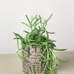 Succulent Senecio Succulent 'Fish Hooks' Fishhooks — additional view