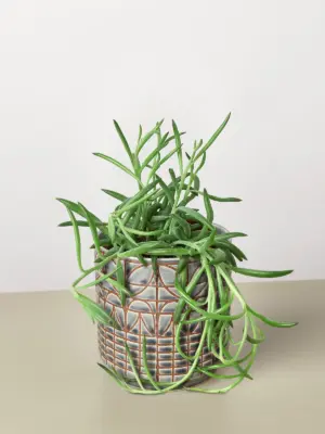 Succulent Senecio Succulent 'Fish Hooks' Fishhooks — additional view
