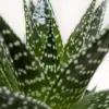 Succulent Gasteria Durban houseplant