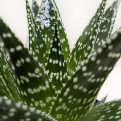 Succulent Gasteria Durban houseplant