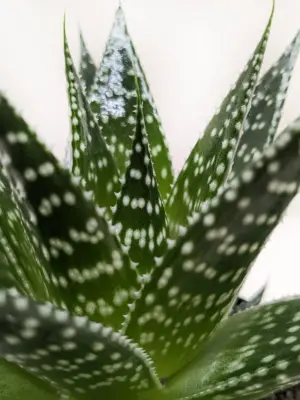 Succulent Gasteria Durban houseplant