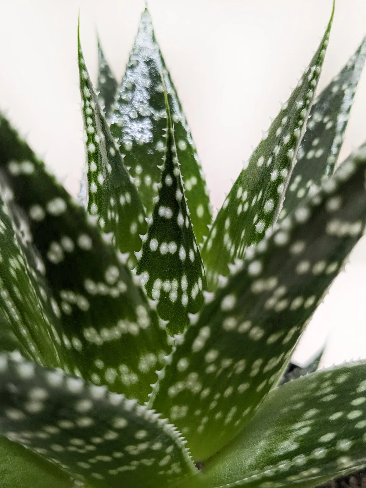 Succulent Gasteria Durban houseplant