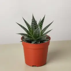 Succulent Gasteria Durban — additional view