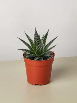 Succulent Gasteria Durban — additional view