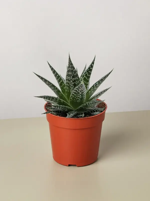 Succulent Gasteria Durban — additional view