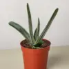 Succulent Gasteria Little Warty houseplant