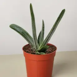 Succulent Gasteria Little Warty houseplant
