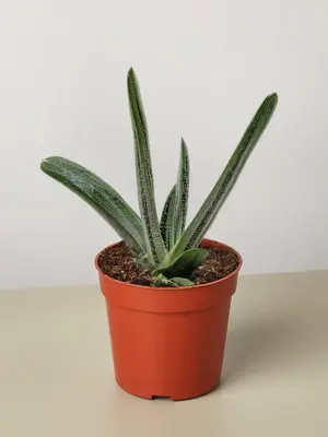 Succulent Gasteria Little Warty houseplant