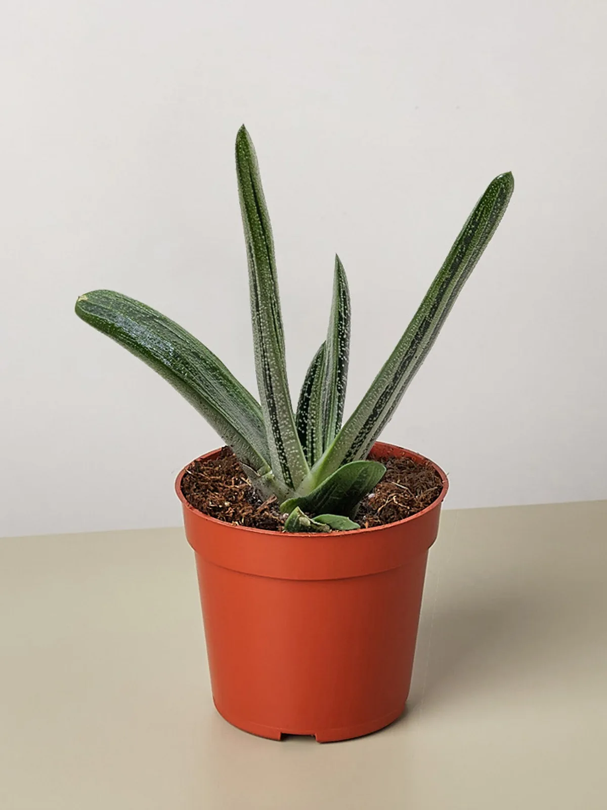 Succulent Gasteria Little Warty houseplant