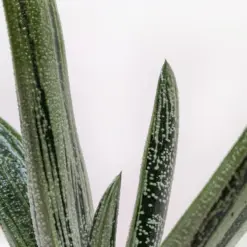 Succulent Gasteria Little Warty — additional view