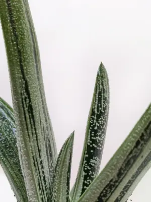 Succulent Gasteria Little Warty — additional view