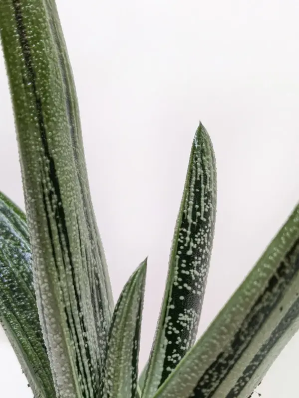 Succulent Gasteria Little Warty — additional view