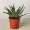 Succulent Gasteria Zimflora houseplant