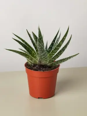 Succulent Gasteria Zimflora houseplant