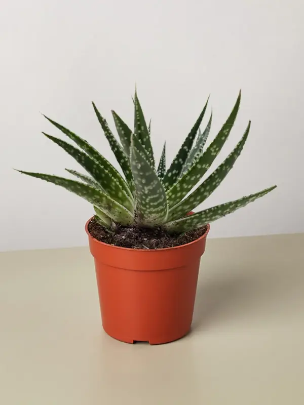 Succulent Gasteria Zimflora houseplant