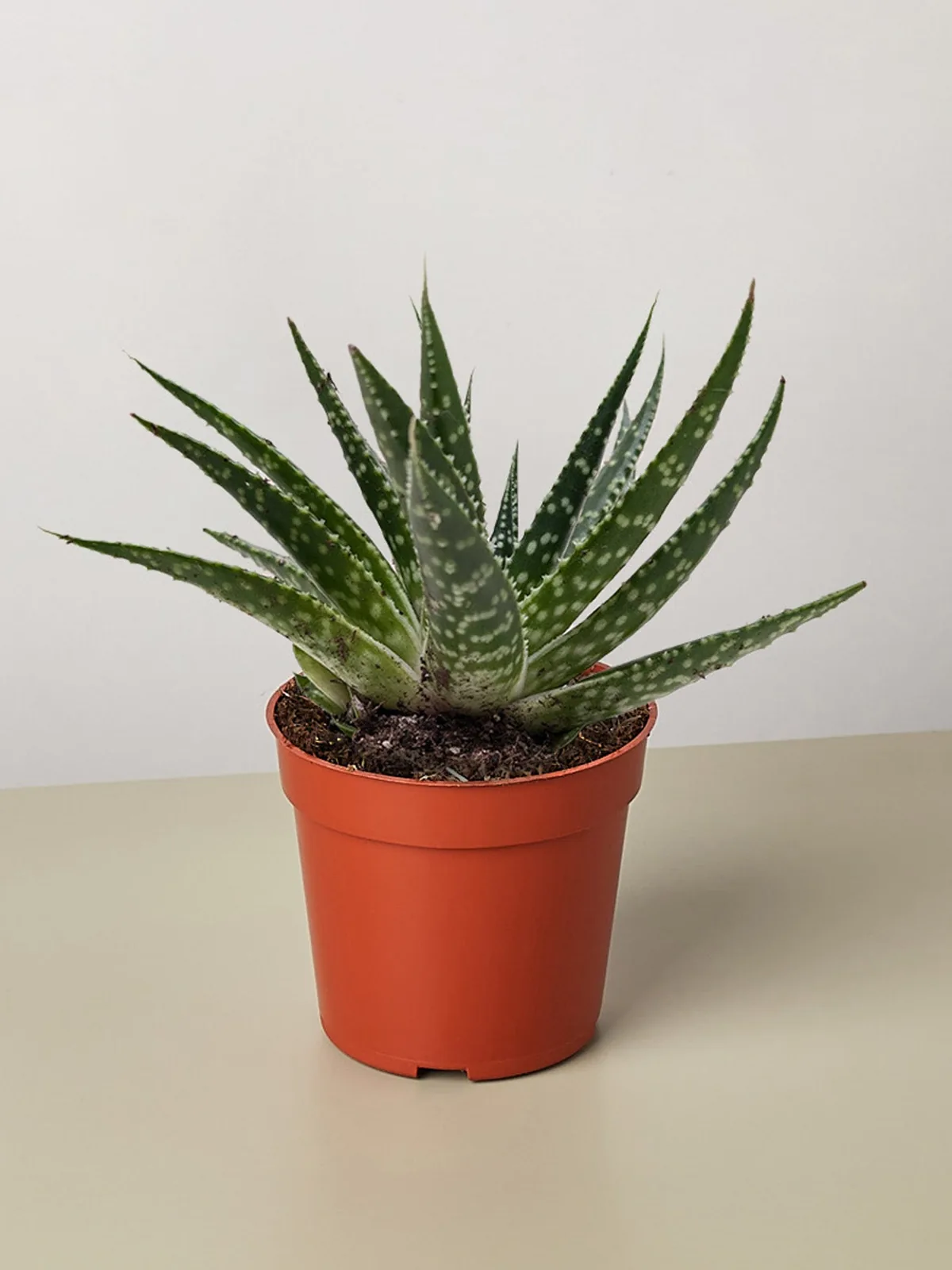 Succulent Gasteria Zimflora houseplant