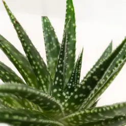 Succulent Gasteria Zimflora — additional view