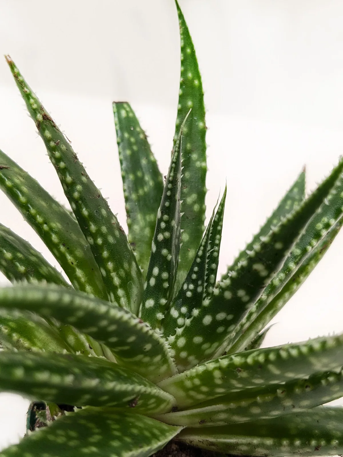 Succulent Gasteria Zimflora — additional view