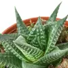 Fairy Washboard Haworthia Succ houseplant