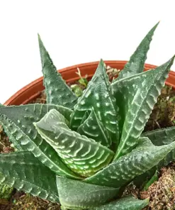 Fairy Washboard Haworthia Succ houseplant