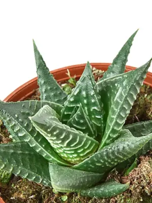 Fairy Washboard Haworthia Succ houseplant