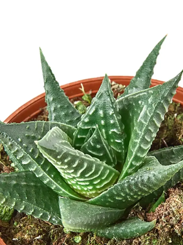 Fairy Washboard Haworthia Succ houseplant