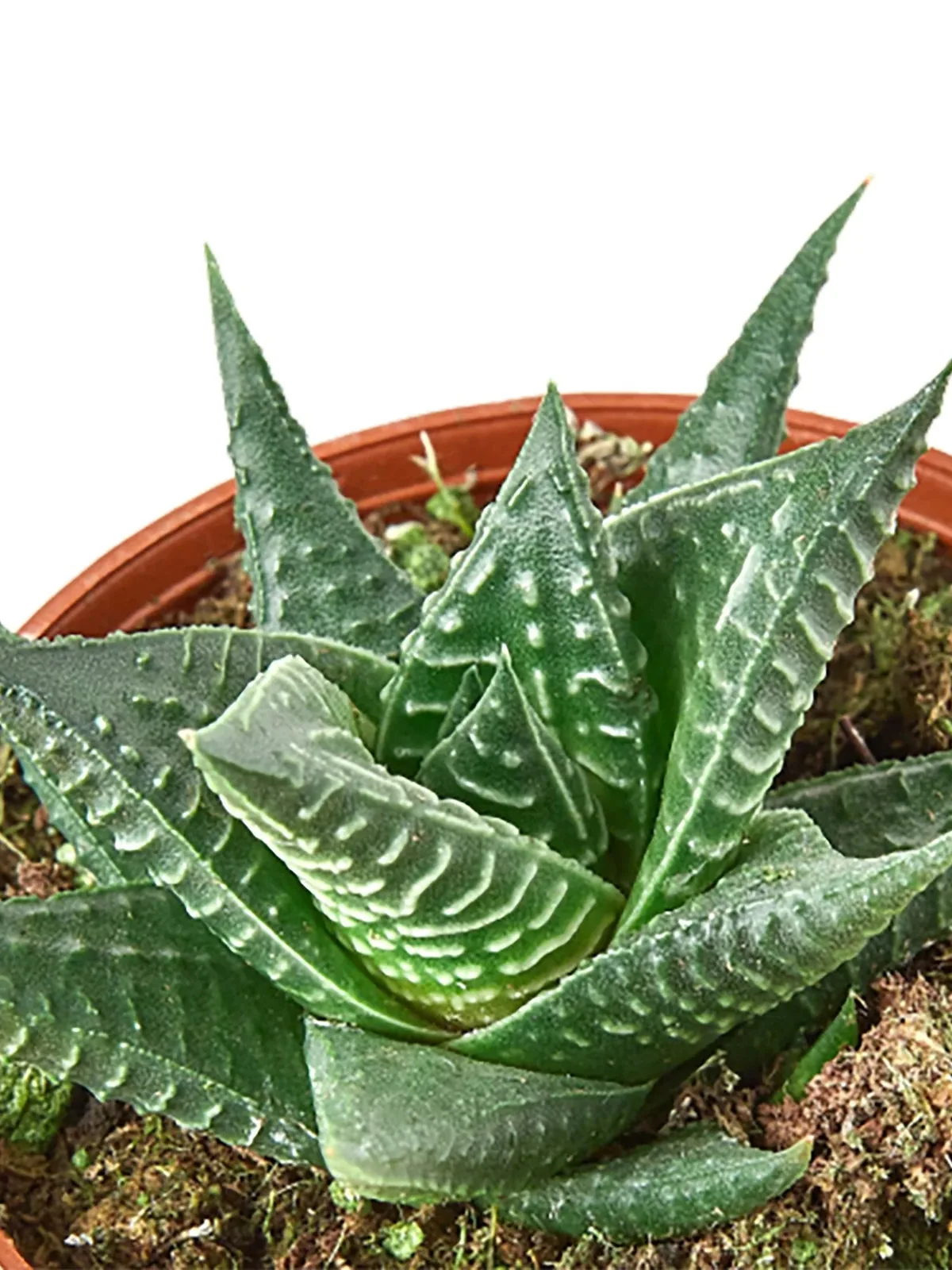 Fairy Washboard Haworthia Succ houseplant