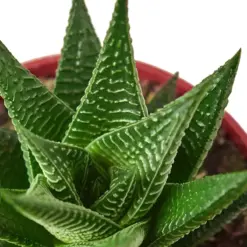 Fairy Washboard Haworthia Succ — additional view