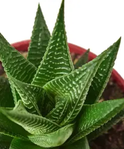 Fairy Washboard Haworthia Succ — additional view