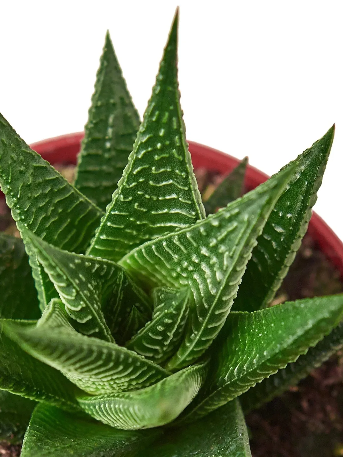 Fairy Washboard Haworthia Succ — additional view