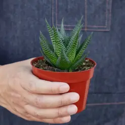 Fairy Washboard Haworthia Succ — additional view