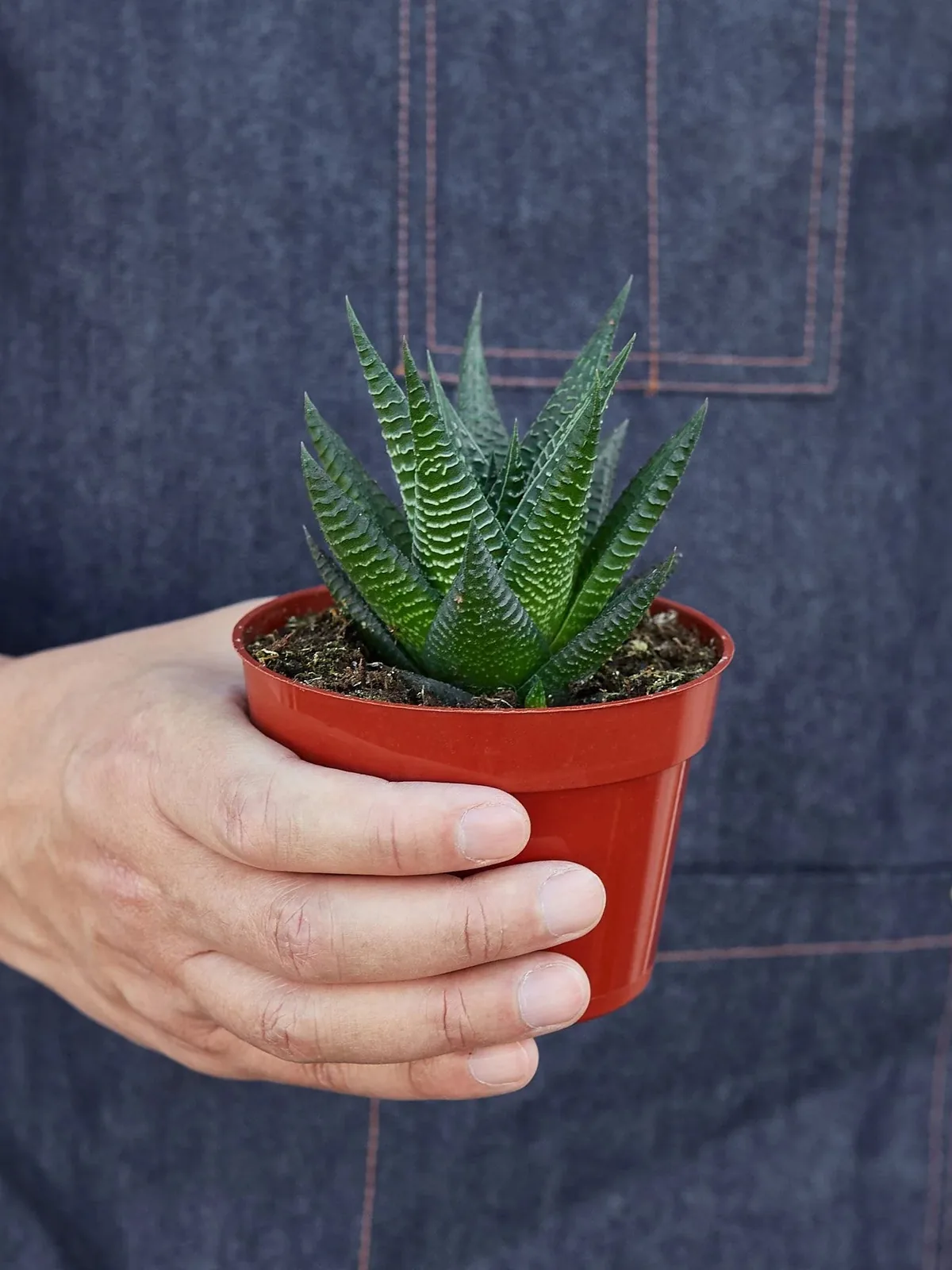 Fairy Washboard Haworthia Succ — additional view