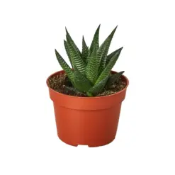 Fairy Washboard Haworthia Succ — additional view