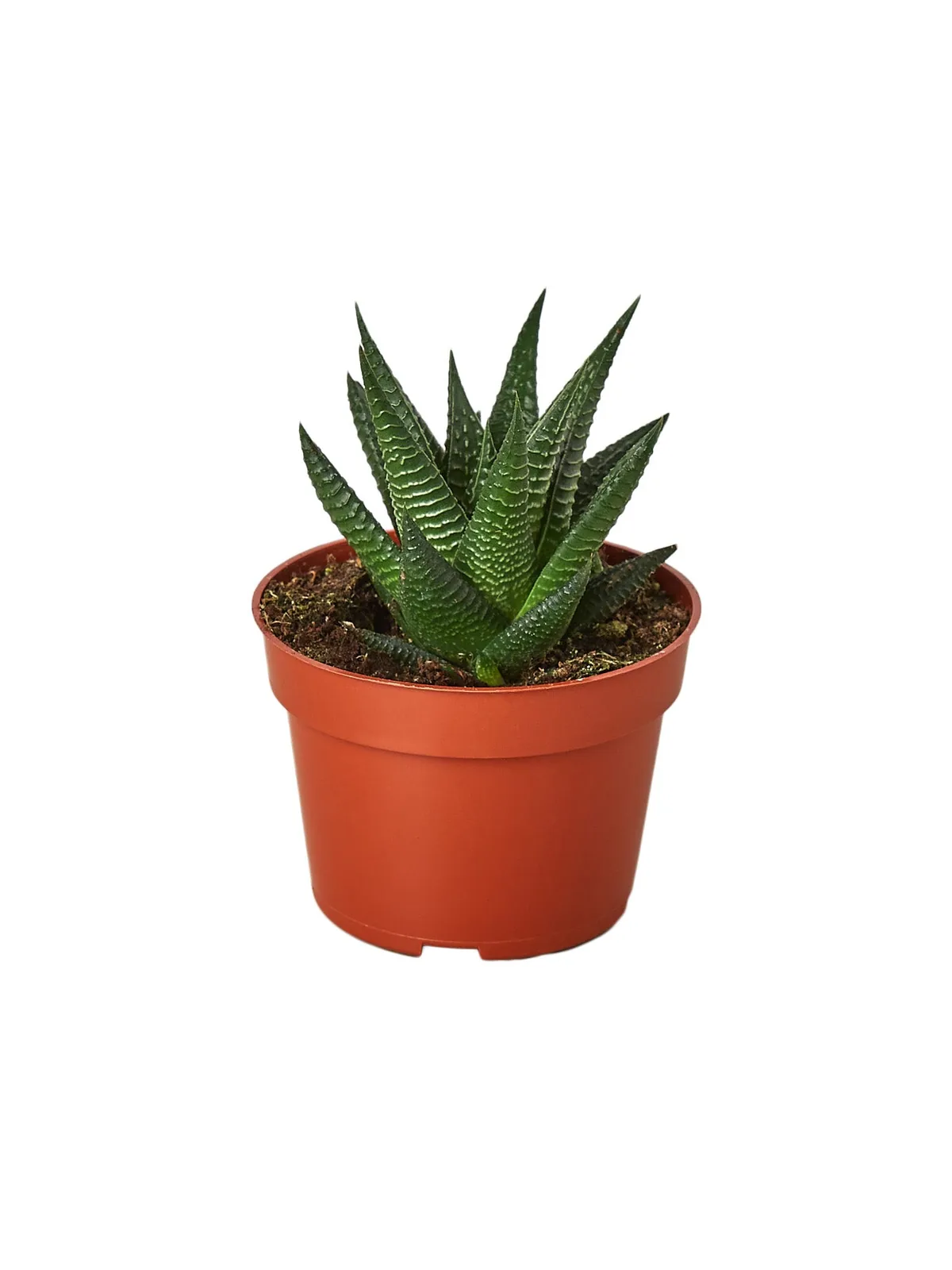 Fairy Washboard Haworthia Succ — additional view