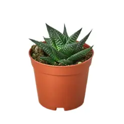 Fairy Washboard Haworthia Succ — additional view