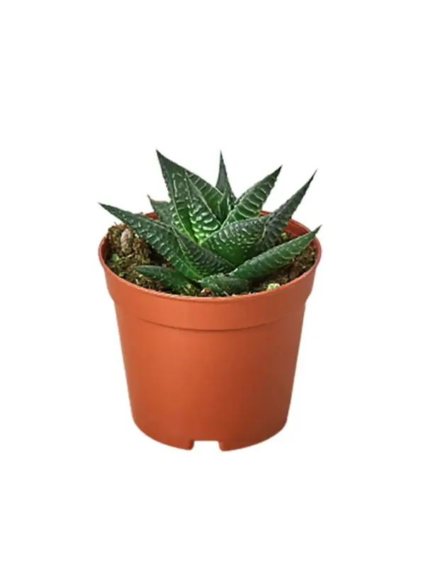 Fairy Washboard Haworthia Succ — additional view