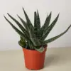 Succulent Haworthia Limifolia houseplant