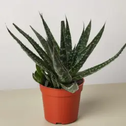 Succulent Haworthia Limifolia houseplant