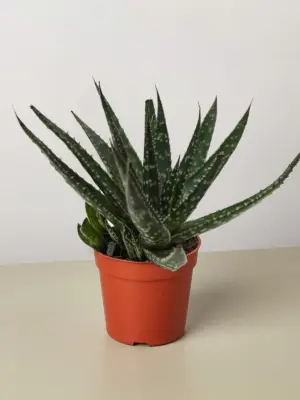 Succulent Haworthia Limifolia houseplant