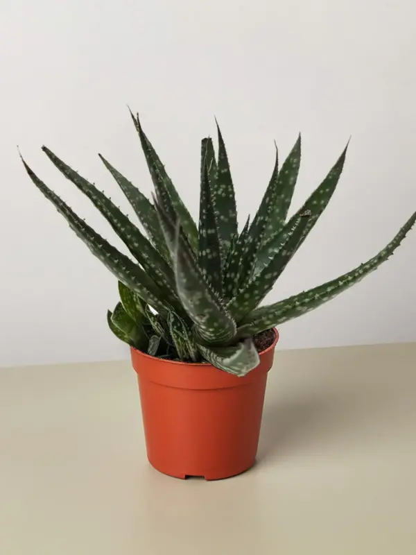 Succulent Haworthia Limifolia houseplant