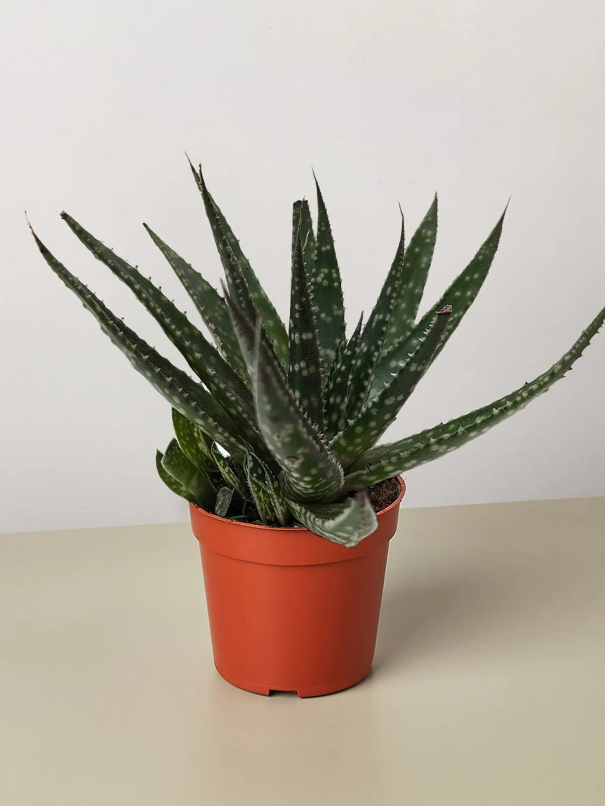 Succulent Haworthia Limifolia houseplant
