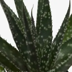 Succulent Haworthia Limifolia — additional view